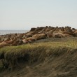Alaska, 35mila trichechi sulla spiaggia 3