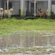 Roma, straripa fiume Almone per maltempo: muoiono animali da allevamento12