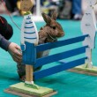 Kaninhop la gara dei conigli al guinzaglio che saltano gli ostacoli 02