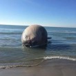 Carcassa di balena rischia di esplodere causa gas FOTO 03