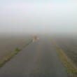 Nebbia in Val Padana, una pagina Facebook dedicata: "Regno delle Tenebre" FOTO 8