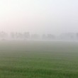 Nebbia in Val Padana, una pagina Facebook dedicata: "Regno delle Tenebre" FOTO 5