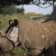Tanda, il rinoceronte costretto a vivere con la mascherina sugli occhi01