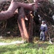 Tromba d'aria Taranto: alberi secolari sradicati, tetti scoperchiati FOTO-VIDEO
