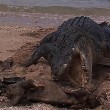Australia, coccodrillo marino mangia tartaruga morta