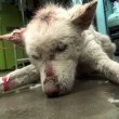 Miley, cane trovato nella discarica02