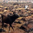 Nepal, il grande mattatoio: migliaia di animali macellati in onore di dea indu 02