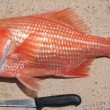 Australia, pescata scorfano di 84 anni01