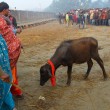 Nepal, il grande mattatoio: migliaia di animali macellati in onore di dea indu 08