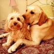 Pete e Tally, cani "sposi" che condividono tutto10