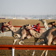 Abu Dhabi: robot al posto dei baby-fantini nelle corse di cammelli01