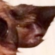 Ho visto il volto di Gesù sulle orecchie del mio cane