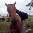 Morris, il gatto che ama andare a passeggio su un cavallo FOTO4