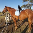 Morris, il gatto che ama andare a passeggio su un cavallo FOTO5