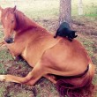 Morris, il gatto che ama andare a passeggio su un cavallo FOTO7