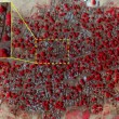 Nigeria, Boko Haram massacra Baga: FOTO satellitari di Amnesty International 3