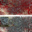 Nigeria, Boko Haram massacra Baga: FOTO satellitari di Amnesty International