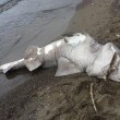 Ischia, squalo spiaggiato a Serrara Fontana: morto con un amo in bocca FOTO