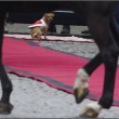 Briciola, il cane mascotte dei carabinieri02