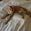 Gattopardo africano sequestrato03