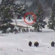 Usa, creatura cammina nel parco di Yellowstone. E' un bigfoot?