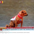 Briciola, il cane mascotte dei carabinieri05