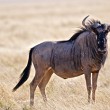 Migrazioni, è l'ora per balene e gnu...si muovono miliardi di animali