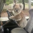 Australia, koala vuole "rubare" auto in sosta