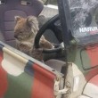 Australia, koala vuole "rubare" auto in sosta12