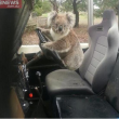 Australia, koala vuole "rubare" auto in sosta13