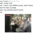 Australia, koala vuole "rubare" auto in sosta02