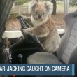 Australia, koala vuole "rubare" auto in sosta4