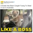 Australia, koala vuole "rubare" auto in sosta06