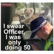 Australia, koala vuole "rubare" auto in sosta08