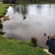 Sydney, guardiano parco naturale insegna a cucciolo di leone a nuotare02