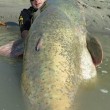 Pesce siluro da Guinness pescato nel Po05