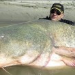 Pesce siluro da Guinness pescato nel Po02