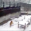 Tanya, tigre siberiana fa enormi palle di neve per passare tempo