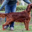 Jagger, cane muore avvelenato. Era arrivato secondo al Crufts 2015 in Belgio 02