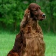Jagger, cane muore avvelenato. Era arrivato secondo al Crufts 2015 in Belgio 05