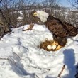 Mamma aquila protegge le sue uova dalla neve scaldandole (1)