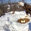 Mamma aquila protegge le sue uova dalla neve scaldandole (4)
