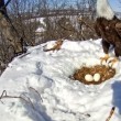Mamma aquila protegge le sue uova dalla neve scaldandole (5)