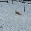 Autostrade A24 e A25 chiuse per neve in Abruzzo. Treni sospesi7