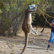 canguro assetato resta incastrato con la testa nel secchio