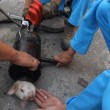 VIDEO YouTube: cane intrappolato nel tubo d'acciaio, 40 minuti per liberarlo