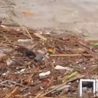 VIDEO YouTube: Cile, cane tra i detriti dell'alluvione si salva per miracolo2