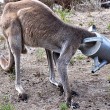 canguro assetato resta incastrato con la testa nel secchio03