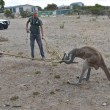 canguro assetato resta incastrato con la testa nel secchio02