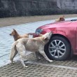 Cane cacciato dal parcheggio torna con gli "amici" e prende a morsi l'auto FOTO 4